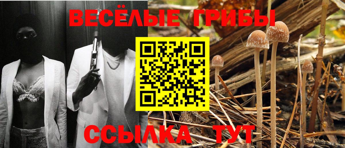 Ейск  наркота  Вход с VPN  Псилоцибиновые грибы Psilocybine cubensis 